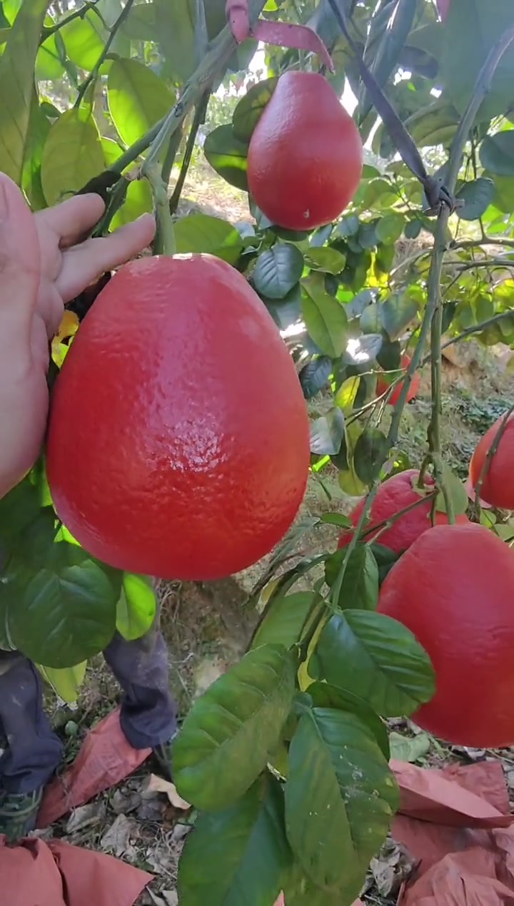 泰国红柚(泰国红柚子和三红柚哪个好吃些)